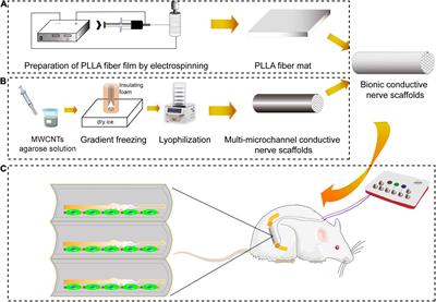 Enhanced Nerve Regeneration by Bionic Conductive Nerve Scaffold Under Electrical Stimulation